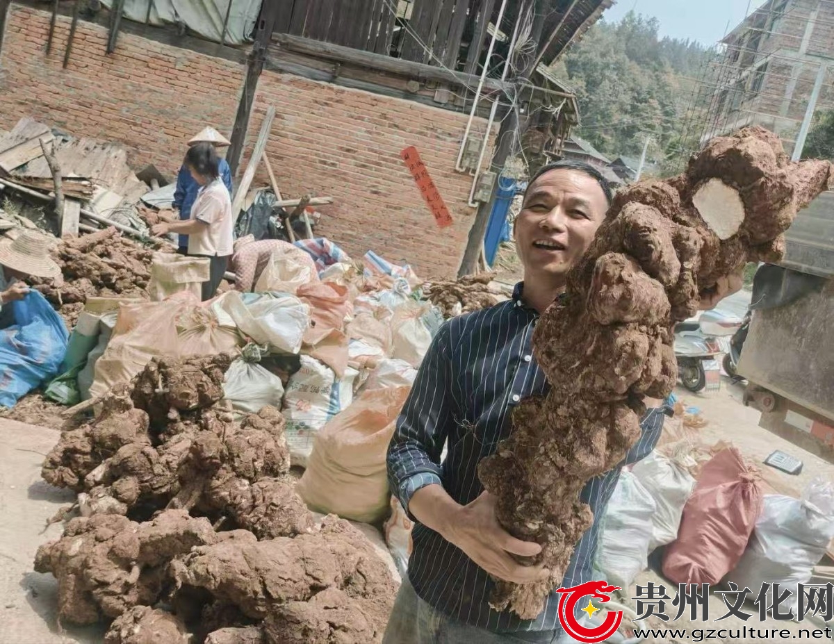 黎平县雷洞乡：茯苓“破土”生金 共富路越走越宽