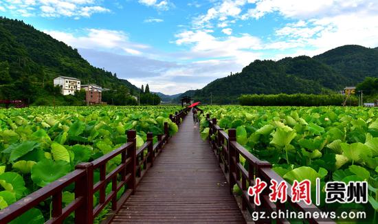 桑木镇土河村千亩荷塘 习水县融媒体中心供图 桑木镇土河村千亩荷塘 习水县融媒体中心供图