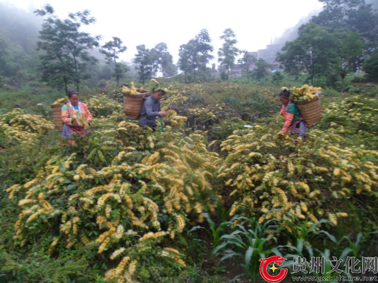 一株金银花母苗撬动亿元“绿色银行”