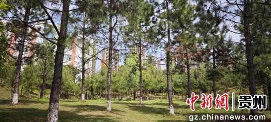 贵州：共生型食用菌人工培育技术取得重要突破