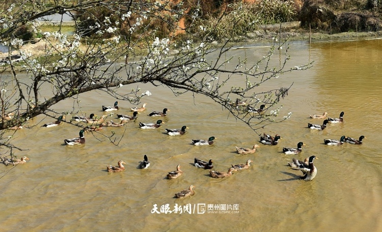 通往春天的路上 领略贵州最美风景线