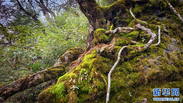 探秘冬日梵净山