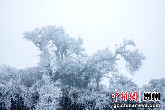 2月26日,在贵州省道真自治县大沙河国家级自然保护区内拍摄的雪景。 2月26日,在贵州省道真自治县大沙河国家级自然保护区内拍摄的雪景。