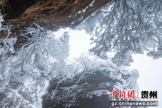 2月26日,在贵州省道真自治县大沙河国家级自然保护区内拍摄的雪景。 2月26日,在贵州省道真自治县大沙河国家级自然保护区内拍摄的雪景。