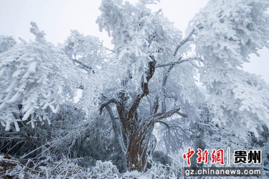 2月26日,在贵州省道真自治县大沙河国家级自然保护区内拍摄的雪景。 2月26日,在贵州省道真自治县大沙河国家级自然保护区内拍摄的雪景。