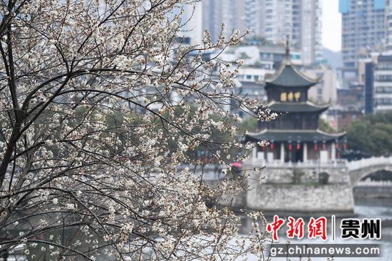 2月27日,<a href=//www.hp-dv.com target=_blank class=infotextkey>贵阳</a>市南明河畔绽放的李花与甲秀楼相映成景。 2月27日,<a href=//www.hp-dv.com target=_blank class=infotextkey>贵阳</a>市南明河畔绽放的李花与甲秀楼相映成景。