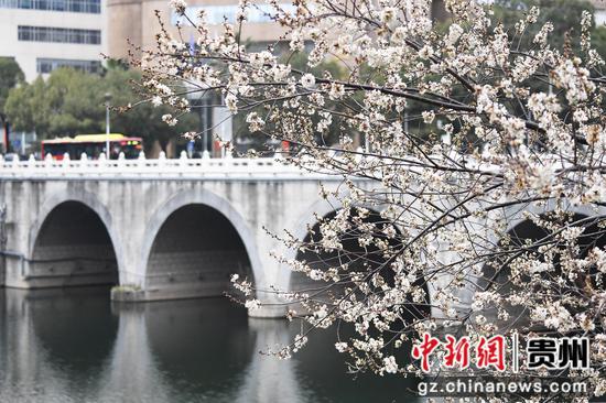 2月27日,<a href=//www.hp-dv.com target=_blank class=infotextkey>贵阳</a>市南明河畔绽放的李花与南明桥相映成景。 2月27日,<a href=//www.hp-dv.com target=_blank class=infotextkey>贵阳</a>市南明河畔绽放的李花与南明桥相映成景。