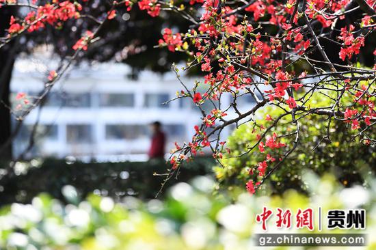 3月5日,<a href=//www.hp-dv.com target=_blank class=infotextkey>贵阳</a>市南明河沿岸的海棠花竞相绽放。 3月5日,<a href=//www.hp-dv.com target=_blank class=infotextkey>贵阳</a>市南明河沿岸的海棠花竞相绽放。