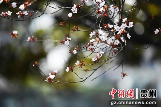 3月5日,在<a href=//www.hp-dv.com target=_blank class=infotextkey>贵阳</a>市南明河畔,一只蜜蜂正在盛开的李花丛中采蜜。 3月5日,在<a href=//www.hp-dv.com target=_blank class=infotextkey>贵阳</a>市南明河畔,一只蜜蜂正在盛开的李花丛中采蜜。