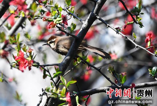 3月5日,一只小鸟正在<a href=//www.hp-dv.com target=_blank class=infotextkey>贵阳</a>市南明河沿岸的一株海棠树上停歇。 3月5日,一只小鸟正在<a href=//www.hp-dv.com target=_blank class=infotextkey>贵阳</a>市南明河沿岸的一株海棠树上停歇。