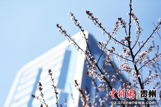 3月5日,<a href=//www.hp-dv.com target=_blank class=infotextkey>贵阳</a>市南明河畔盛开的李花与城市建筑相映成景。 3月5日,<a href=//www.hp-dv.com target=_blank class=infotextkey>贵阳</a>市南明河畔盛开的李花与城市建筑相映成景。