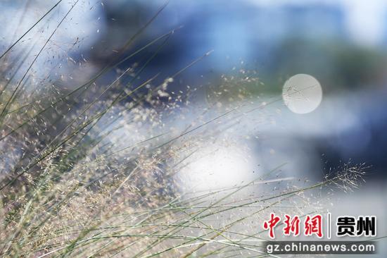 3月5日,<a href=//www.hp-dv.com target=_blank class=infotextkey>贵阳</a>市南明河沿岸的景观绿植在阳光的照射下活力四射。 3月5日,<a href=//www.hp-dv.com target=_blank class=infotextkey>贵阳</a>市南明河沿岸的景观绿植在阳光的照射下活力四射。
