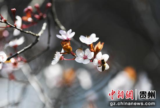 3月5日,一只蜜蜂在<a href=//www.hp-dv.com target=_blank class=infotextkey>贵阳</a>市南明河畔盛开的李花丛中采蜜。 3月5日,一只蜜蜂在<a href=//www.hp-dv.com target=_blank class=infotextkey>贵阳</a>市南明河畔盛开的李花丛中采蜜。