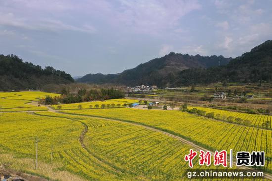 老屯乡榕山大坝油菜花田   邰英 熊庆来摄