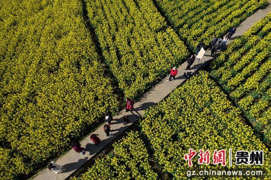 2024年3月11日,游客在贵州省黔西市洪水镇解放村观赏油菜花。 2024年3月11日,游客在贵州省黔西市洪水镇解放村观赏油菜花。