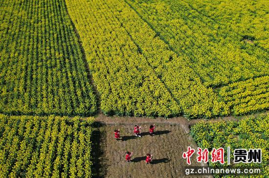 2024年3月11日,游客在贵州省黔西市洪水镇解放村观赏油菜花。 2024年3月11日,游客在贵州省黔西市洪水镇解放村观赏油菜花。
