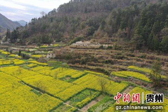 老屯乡长滩大坝油菜花田俯瞰图 邰英 熊庆来摄