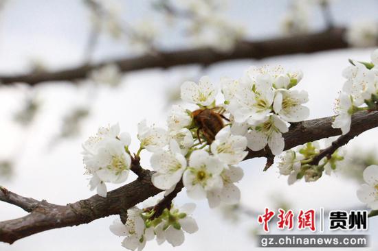 老屯乡八贺山基地蜂糖李花开    邰英 摄