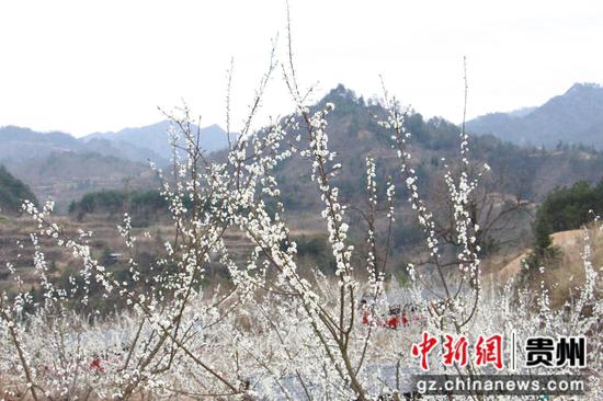 老屯乡八贺山基地蜂糖李花开  邰英  摄
