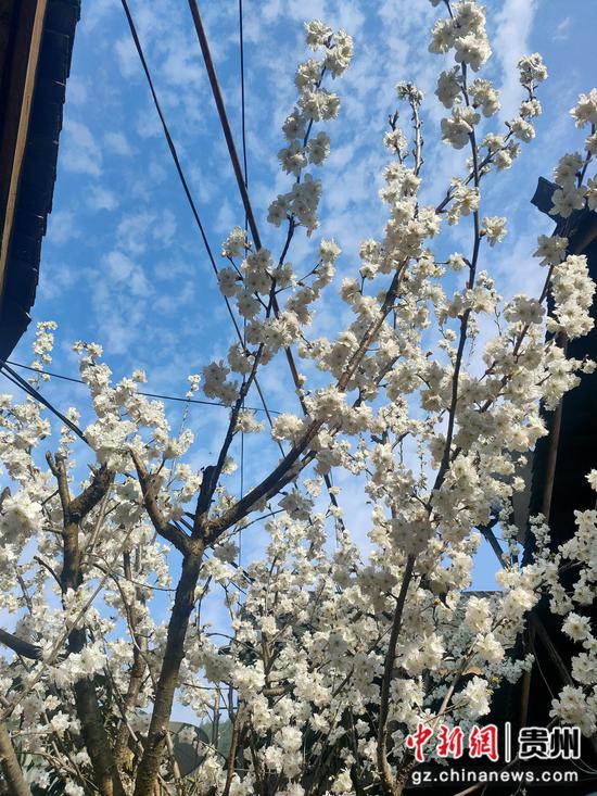 老屯乡锦绣长滩景区李花开  熊庆来摄