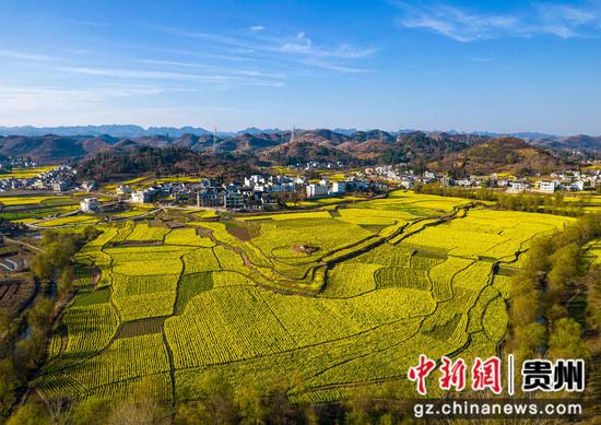 2024年3月11日,贵州省黔西市洪水镇解放村盛开的油菜花。 2024年3月11日,贵州省黔西市洪水镇解放村盛开的油菜花。