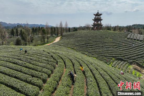 3月19日,航拍凤冈县何坝街道境内的茶园。 中新网记者 瞿宏伦 摄 3月19日,航拍凤冈县何坝街道境内的茶园。 中新网记者 瞿宏伦 摄