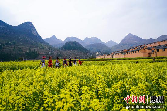 3月18日,摄影爱好者在水城区陡箐镇梅子关村油菜花地里拍摄。赵桦 摄