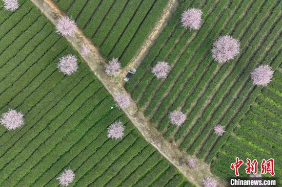 3月19日,航拍凤冈县永安镇境内的茶园。 中新网记者 瞿宏伦 摄 3月19日,航拍凤冈县永安镇境内的茶园。 中新网记者 瞿宏伦 摄