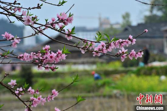 3月21日,贵州省从江县丙梅街道銮里侗寨春花烂漫。卢忠南摄 3月21日,贵州省从江县丙梅街道銮里侗寨春花烂漫。卢忠南摄