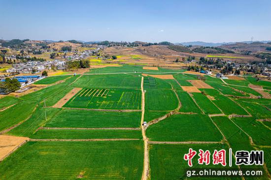 贵州省黔西市重新镇桥边社区的小麦长势良好(无人机照片)。 贵州省黔西市重新镇桥边社区的小麦长势良好(无人机照片)。