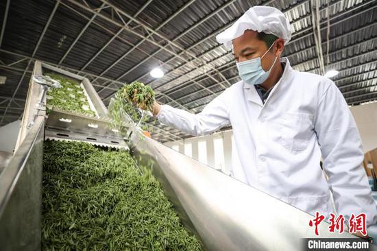 3月27日,工人在云雾镇境内的茶叶加工车间制作春茶。 中新网记者 瞿宏伦 摄 3月27日,工人在云雾镇境内的茶叶加工车间制作春茶。 中新网记者 瞿宏伦 摄