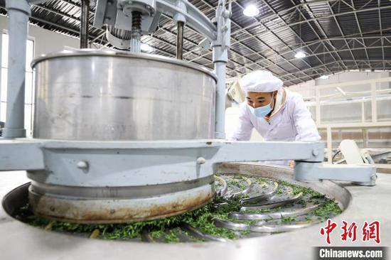 3月27日,工人在云雾镇境内的茶叶加工车间制作春茶。 中新网记者 瞿宏伦 摄 3月27日,工人在云雾镇境内的茶叶加工车间制作春茶。 中新网记者 瞿宏伦 摄