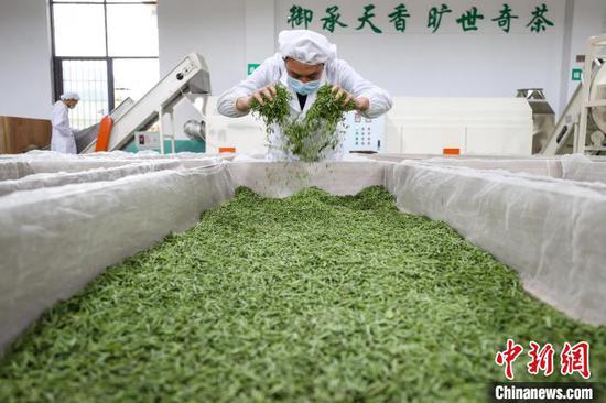 3月27日,工人在云雾镇境内的茶叶加工车间制作春茶。 中新网记者 瞿宏伦 摄 3月27日,工人在云雾镇境内的茶叶加工车间制作春茶。 中新网记者 瞿宏伦 摄