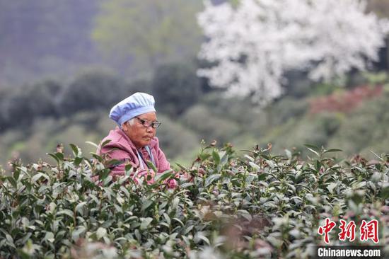 3月27日,茶农在云雾镇境内的茶园采摘春茶。 中新网记者 瞿宏伦 摄 3月27日,茶农在云雾镇境内的茶园采摘春茶。 中新网记者 瞿宏伦 摄