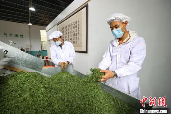 3月27日,工人在云雾镇境内的茶叶加工车间制作春茶。 中新网记者 瞿宏伦 摄 3月27日,工人在云雾镇境内的茶叶加工车间制作春茶。 中新网记者 瞿宏伦 摄