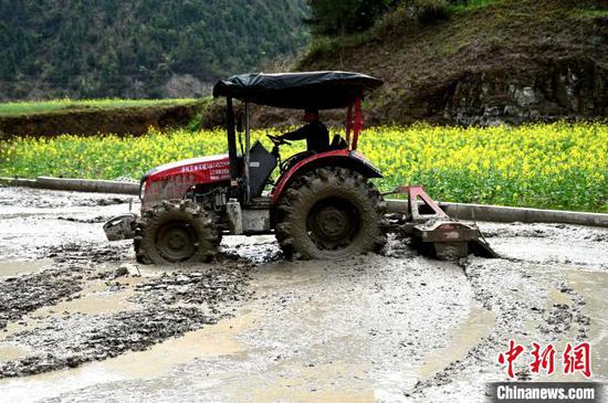 在贵州省锦屏县钟灵乡高寨村,村民在翻犁秧田为水稻播种做足准备。李斌 摄 在贵州省锦屏县钟灵乡高寨村,村民在翻犁秧田为水稻播种做足准备。李斌 摄
