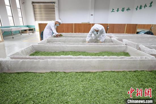 3月27日,工人在云雾镇境内的茶叶加工车间制作春茶。 中新网记者 瞿宏伦 摄 3月27日,工人在云雾镇境内的茶叶加工车间制作春茶。 中新网记者 瞿宏伦 摄