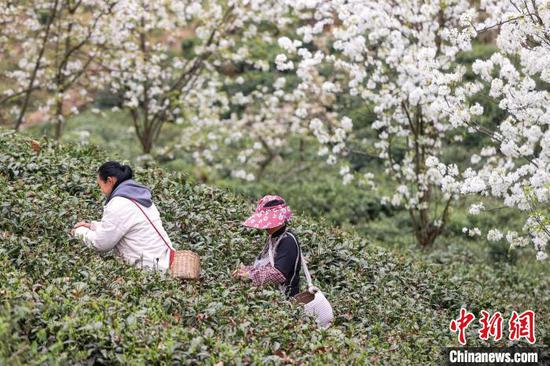 3月27日,茶农在云雾镇境内的茶园采摘春茶。 中新网记者 瞿宏伦 摄 3月27日,茶农在云雾镇境内的茶园采摘春茶。 中新网记者 瞿宏伦 摄