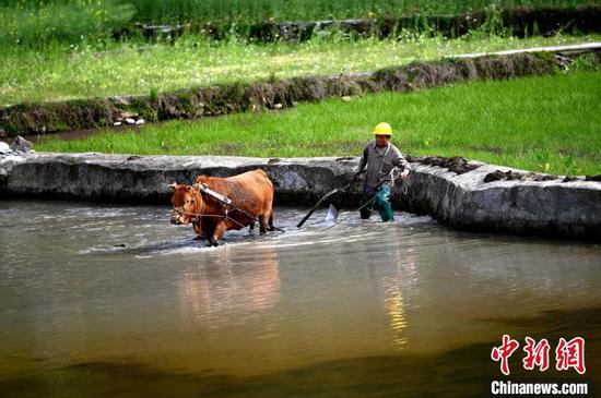 在贵州省锦屏县钟灵乡高寨村,村民在翻犁秧田为水稻播种做足准备。李斌 摄 在贵州省锦屏县钟灵乡高寨村,村民在翻犁秧田为水稻播种做足准备。李斌 摄