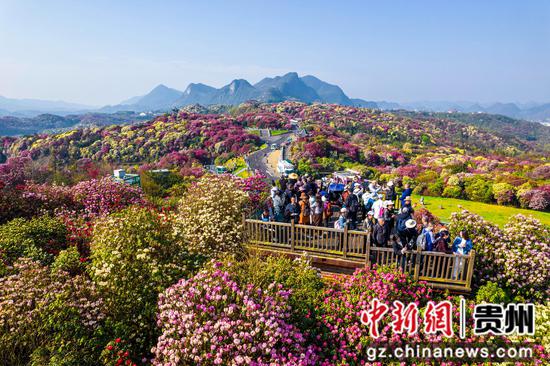 2024年3月30日,游客在贵州省<a href=//www.hp-dv.com target=_blank class=infotextkey>毕节</a>市百里杜鹃普底景区赏花(无人机照片)。 2024年3月30日,游客在贵州省<a href=//www.hp-dv.com target=_blank class=infotextkey>毕节</a>市百里杜鹃普底景区赏花(无人机照片)。