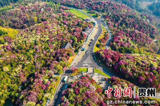 2024年3月30日,游客在贵州省<a href=//www.hp-dv.com target=_blank class=infotextkey>毕节</a>市百里杜鹃普底景区赏花(无人机照片)。 2024年3月30日,游客在贵州省<a href=//www.hp-dv.com target=_blank class=infotextkey>毕节</a>市百里杜鹃普底景区赏花(无人机照片)。