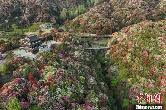 航拍百里杜鹃景区。中新网记者 瞿宏伦 摄 航拍百里杜鹃景区。中新网记者 瞿宏伦 摄