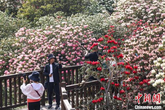 4月3日,游客在百里杜鹃景区拍摄盛开的杜鹃花。中新网记者 瞿宏伦 摄 4月3日,游客在百里杜鹃景区拍摄盛开的杜鹃花。中新网记者 瞿宏伦 摄