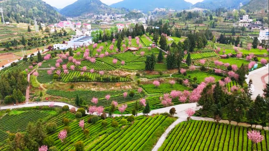 贵州印江：茶树樱花相点缀 茶香花香满山岗