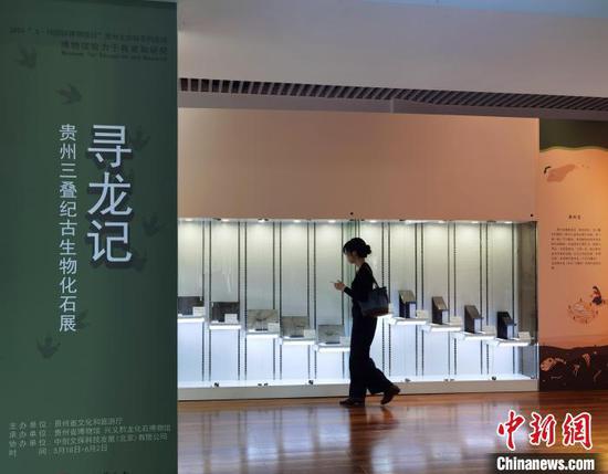 18日,“寻龙记——贵州三叠纪古生物化石展”在贵州省博物馆展出,图为民众参观贵州龙化石。周燕玲 摄 18日,“寻龙记——贵州三叠纪古生物化石展”在贵州省博物馆展出,图为民众参观贵州龙化石。周燕玲 摄