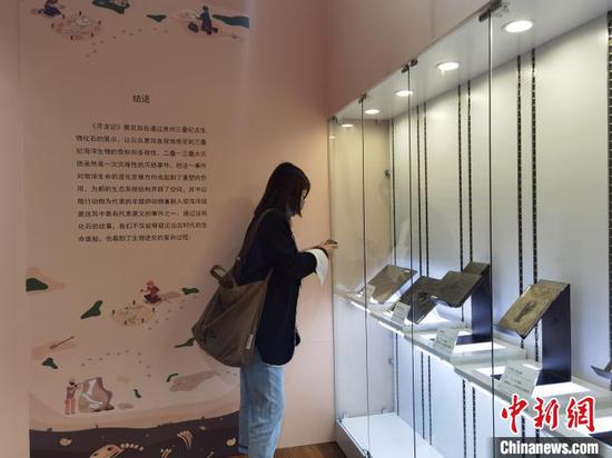 图为民众参观贵州龙化石并拍照。周燕玲 摄 图为民众参观贵州龙化石并拍照。周燕玲 摄