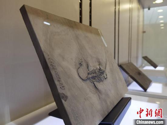 图为展出的贵州龙化石。周燕玲 摄 图为展出的贵州龙化石。周燕玲 摄