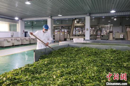 5月22日,工人在凤冈县何坝街道一家茶企的标准化车间内加工茶叶。中新网记者 瞿宏伦 摄 5月22日,工人在凤冈县何坝街道一家茶企的标准化车间内加工茶叶。中新网记者 瞿宏伦 摄