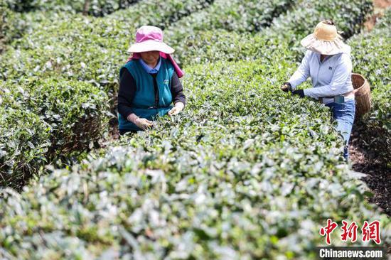 5月22日,茶农在凤冈县何坝街道的茶园采摘夏茶。中新网记者 瞿宏伦 摄 5月22日,茶农在凤冈县何坝街道的茶园采摘夏茶。中新网记者 瞿宏伦 摄
