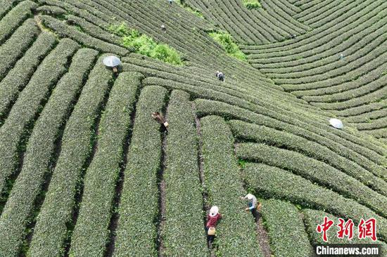 5月22日,茶农在凤冈县何坝街道的茶园采摘夏茶。中新网记者 瞿宏伦 摄 5月22日,茶农在凤冈县何坝街道的茶园采摘夏茶。中新网记者 瞿宏伦 摄